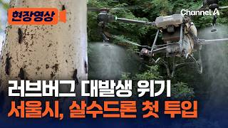서울시, ‘러브버그' 퇴치 위해 불암산·수락산에 ‘살수 드론’ 첫 투입 [현장영상] / 채널A