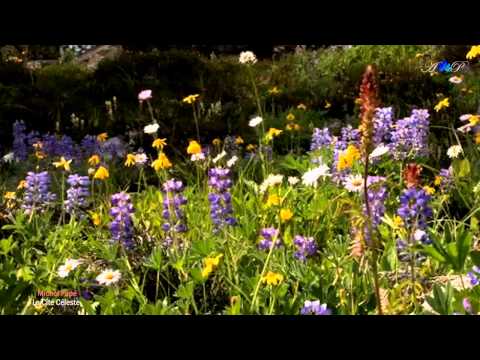 ♡ Michel Pépé - La Cité Céleste (relaxing music)