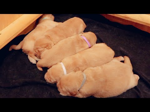 2 Week Old Puppies Get Their First Collars!!