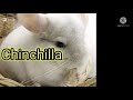 Chinchilla Crying  Sound