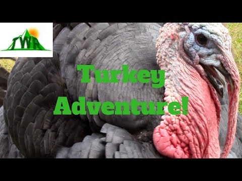 download lagu mp3 mp4 American Turkey, download lagu American Turkey gratis, unduh video klip American Turkey