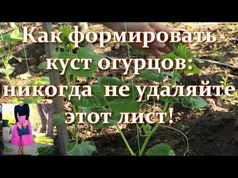 , title : 'Как формировать огурцы для большого урожая. Пасынкование и формирование огурцов, ослепление цветов'