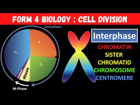 Form 4 C6 Biology Cell Division : Cell Cycle, Interphase, S Phase, Chromatin vs Chromosome (2 of 6)