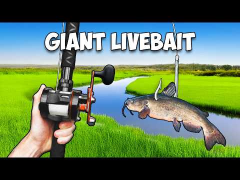 Giant Livebait Fishing Challenge