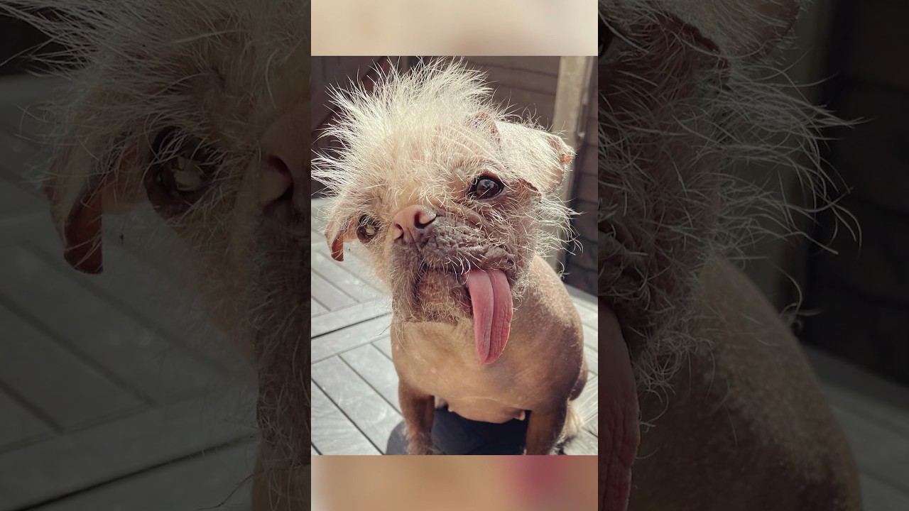 Conheça Peggy, a cachorrinha que deu vida a dogpool