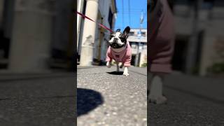 ハーネスを新調！ピンクのハーネスにお着替えしたひまりさんが可愛すぎる🥹