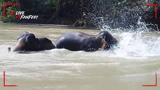 preview picture of video 'tangkahan bersama gajah CRU'