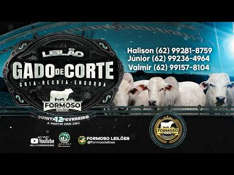 LEILÃO GADO DE CORTE FORMOSO LEILÕES - FORMOSO - GO - 12/02/2026