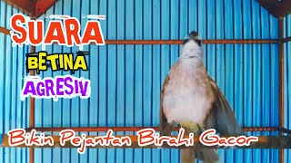Download lagu trucuk betina memanggil jantan PALING AGRESIV memancing trucukan jadi gacor rajin bunyi mp3
