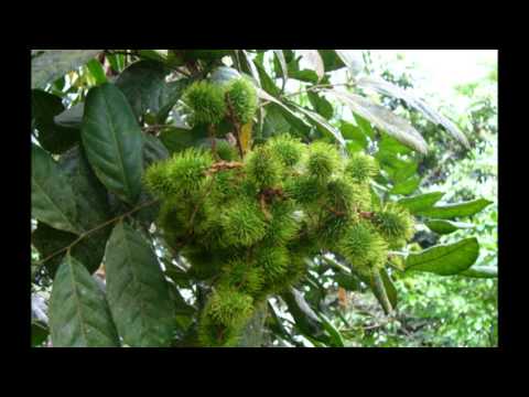 Frutas en Inti Yaykuna