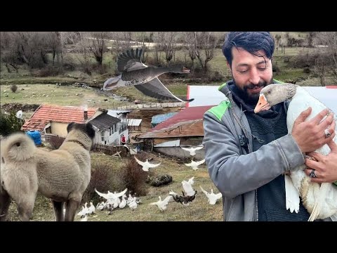 RECEP AND HIS DREAMS WE BOUGHT A GOOSE FROM THE VILLAGE WE ARE STARTING GOOSE PRODUCTION