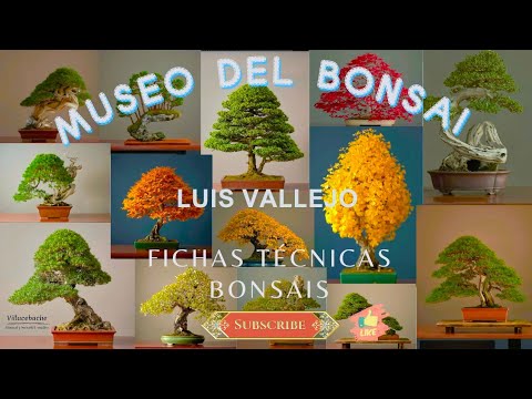 Museo del Bonsai Luis Vallejo, Ficha técnica Bonsais (2a parte y última)