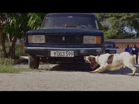 France trains Cuban dogs in the art of sniffing cash