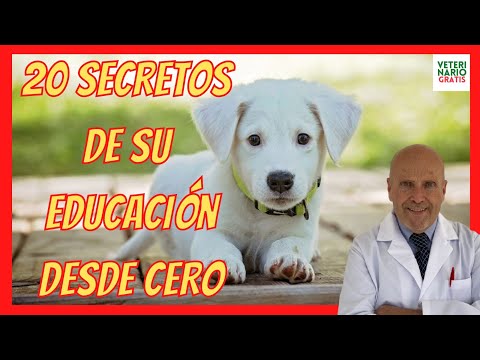 HOW TO EDUCATE A PUPPY? ❤️ FROM SCRATCH (2, 4 and 6 months) WITHOUT THESE 20 ERRORS