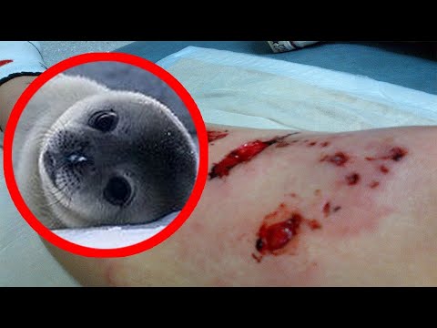 Top 10 der niedlichsten Tiere die tödlich sein können!