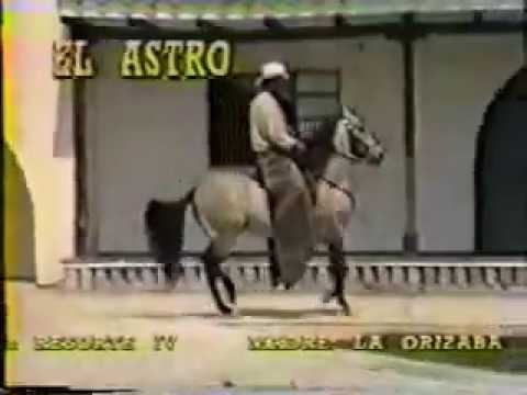 Astro del 8 ( Resorte IV FC x Olizaba), paso fino colombiano - Rey de la sabana