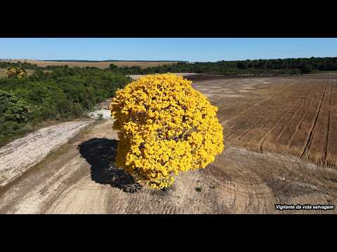 Ipê-amarelo - Fazenda Nossa Senhora Aparecida, Vila Atlântica - Nova Santa Helena-MT