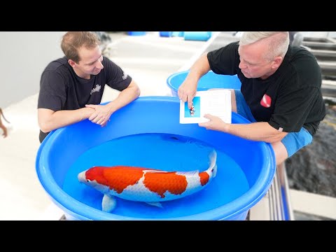 How do I Choose A Good Koi Fish?