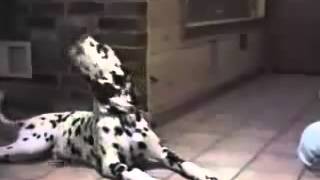 Funny Dog Videos: Really funny how cats and dogs talking...Saying various things. Please comment, and rate funny humor  funny dogs beautiful animals