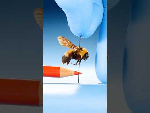 What Is The Largest Queen Insect?