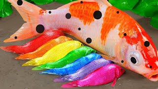 Funny Fish Videos❤️The Fishing find Colorful Surprise Eggs Fish | Stop Motion Funny ASMR