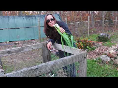 Garden to Table #1: Potato Leek Soup - easy, vegan, and only 3 ingredients!!!