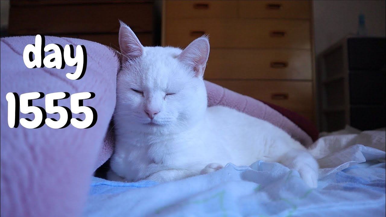 カンプが家族になって1555日目