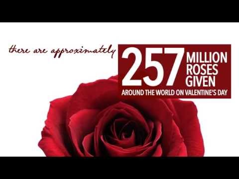 Flower Accents - 257 Million Roses