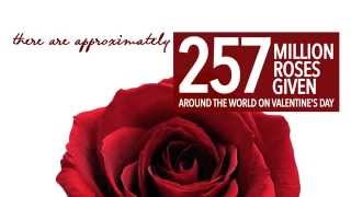 Flower Accents - 257 Million Roses