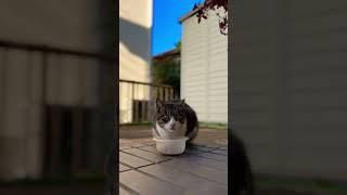 野良猫は新年も変わらない#shorts #ショート