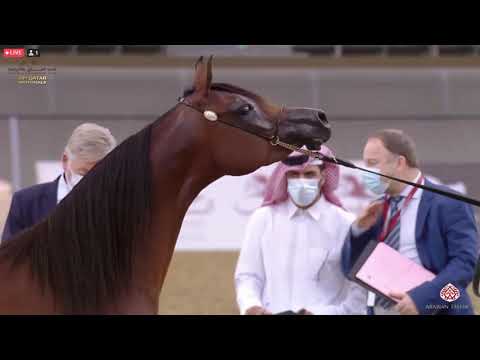 N.261 ARWA AL NASSER - 23rd Qatar National Arabian Horse Show - Fillies 3 Years Old (Class 5)