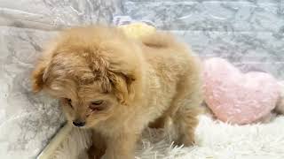 ハーフ犬の動画01