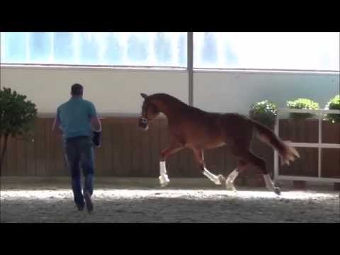 *2014 Prämienhengst (gekört) von Destano