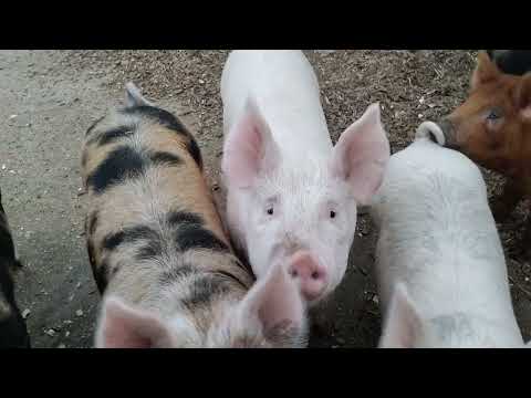 Curious pigs at the Old Crow Ranch