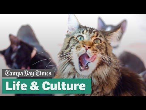 An inside look at Tampa’s new Cats & Caffeine