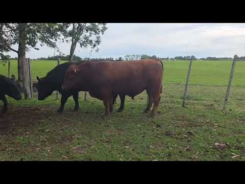 100 104 106  – SANTA JULIA – ABERDEEN ANGUS