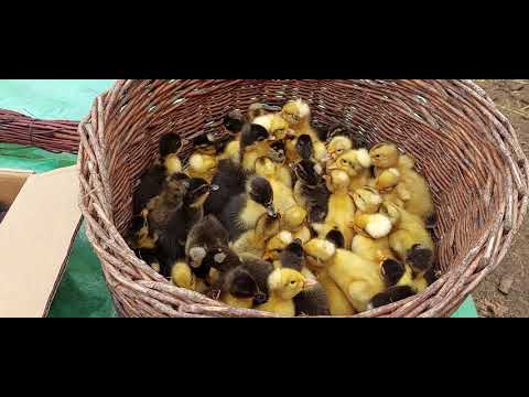 Bobocii de rațe moțate și de rațe colorate