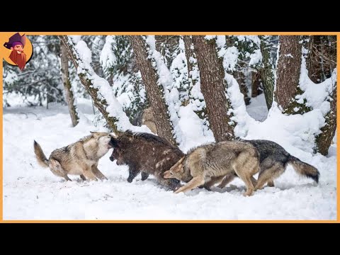 15 Times Wolves Were Caught Hunting On Camera
