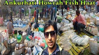 Ankurhati Howrah Ankurhati Fish Haat | Ankurhati Fish Market | Ankurhati Pet Market | Fish Shop 