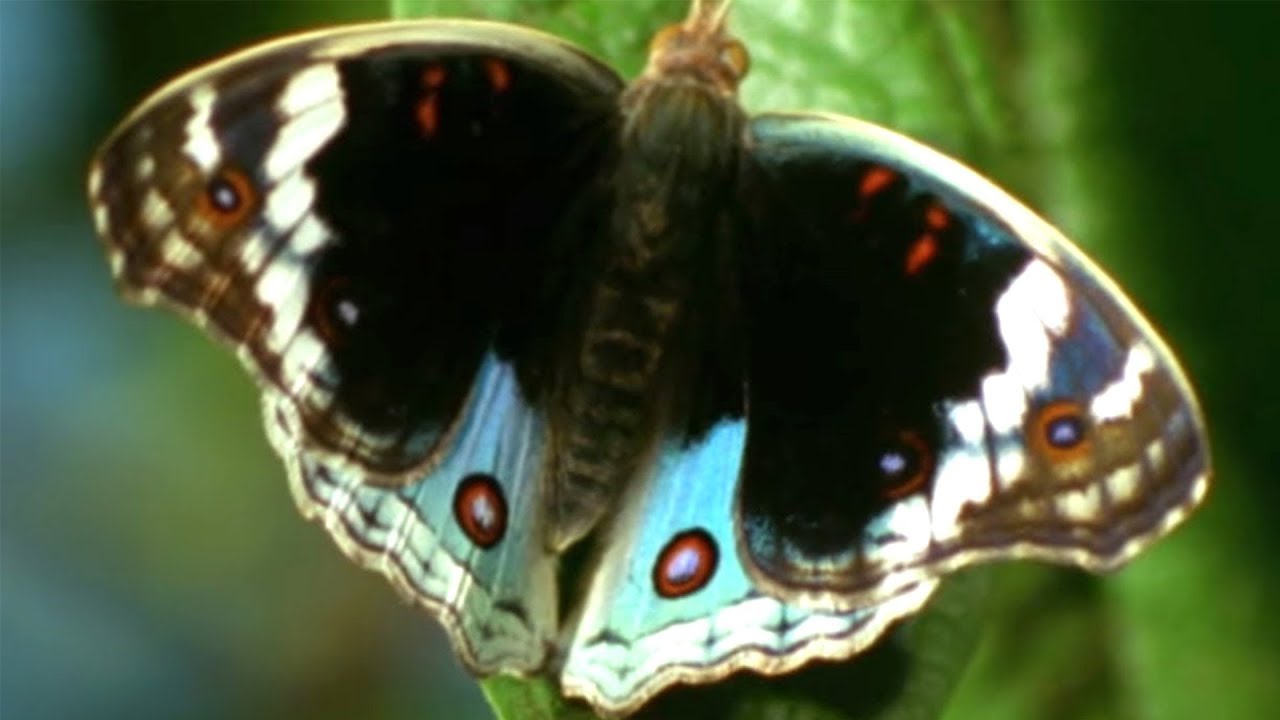The 10 Best Documentaries About Butterflies