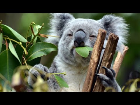 Kratts Creatures Episode 28 English Dub "Around Australia In Eight Days"