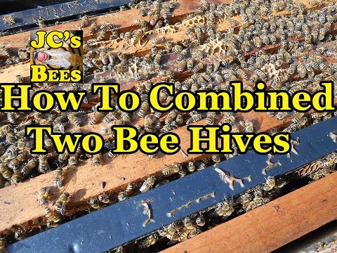 , title : 'How To Combining Two Bee Hives Together'
