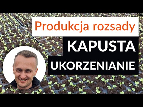 Produkcja rozsady - KAPUSTA - ukorzenianie