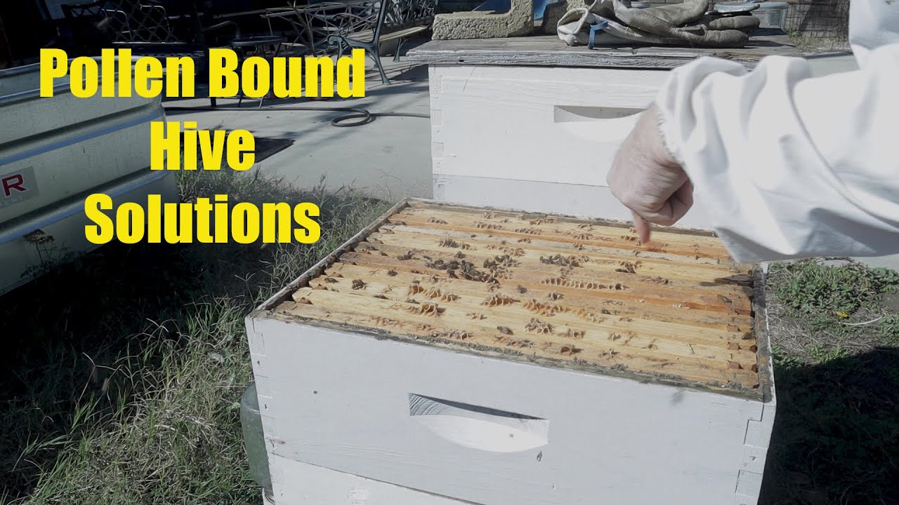 Pollen Bound Bee Hive Solutions