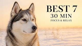 【30分】HASU_SOUND 人気曲BEST 7｜動物と巡る癒しの旅｜Focus & Relax BGM