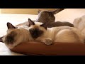 Tonkinés - TONKINESE CATS: (La Gang di casa)