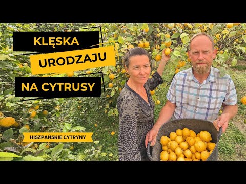 #61 CROP DISASTER for Spanish citrus fruits