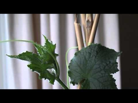 Cucumber Growth Time Lapse Video