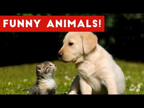 Funniest Animal Reactions, Bloopers & Moments November 2016 Weekly Compilation | Funny Pet Videos