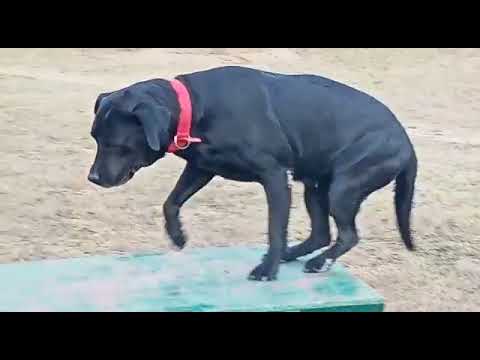 Dog 🐕 traning in the morning